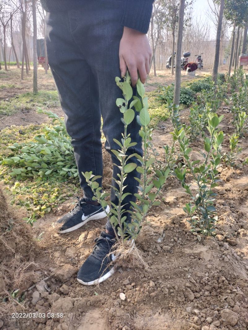 大叶黄杨(绿化苗木黄杨苗，冬青树苗小乔木)