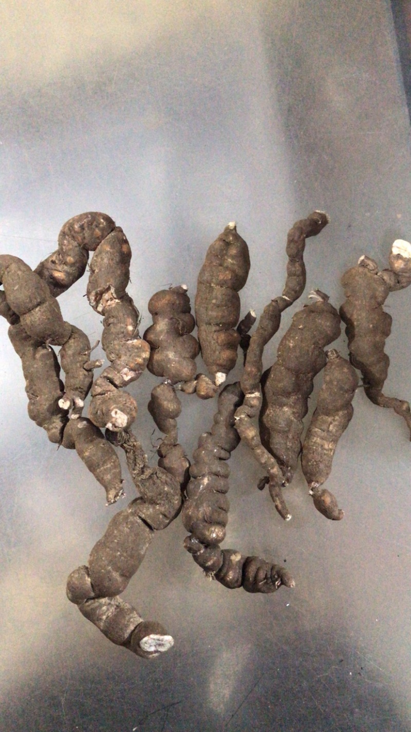 野生三叶青条形三叶青石猴子石老鼠金线吊葫芦