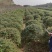 火棘球