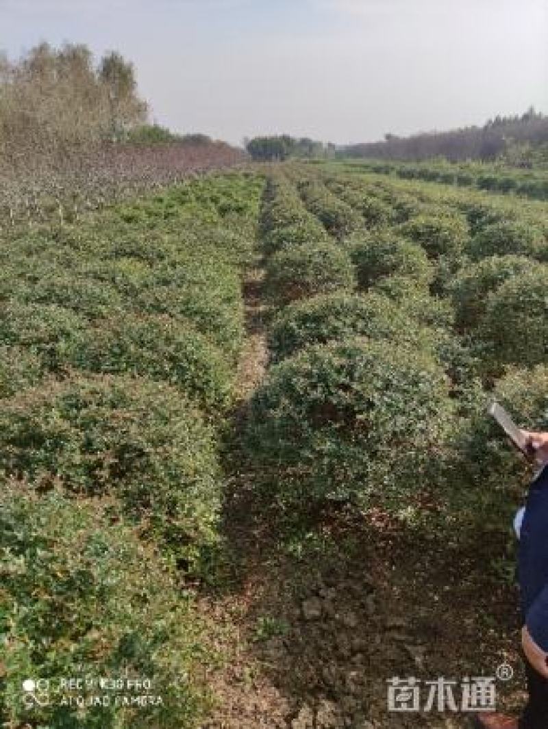 火棘球