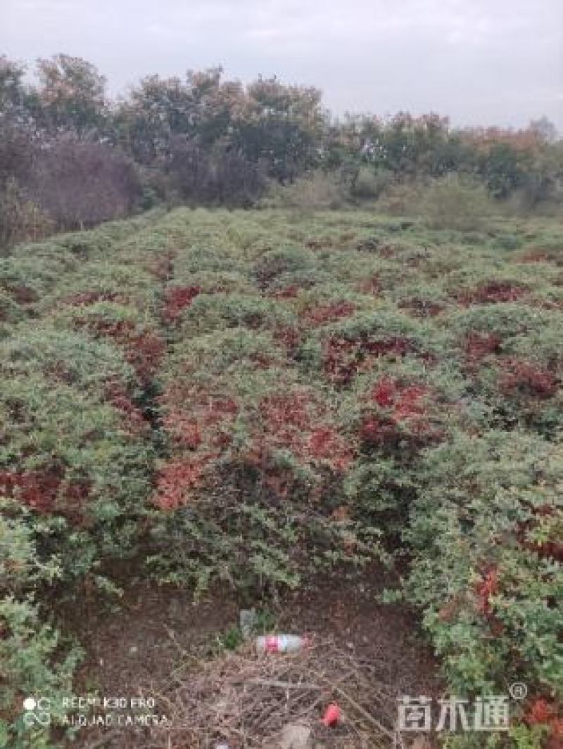 火棘球