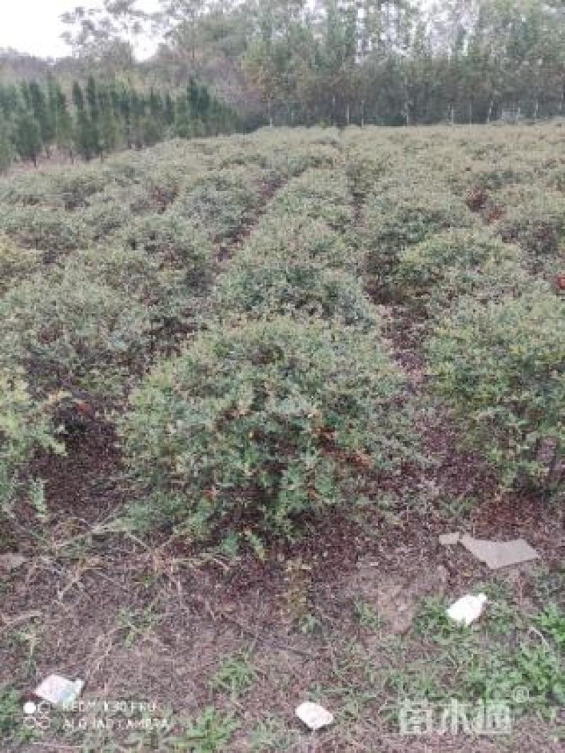 火棘球