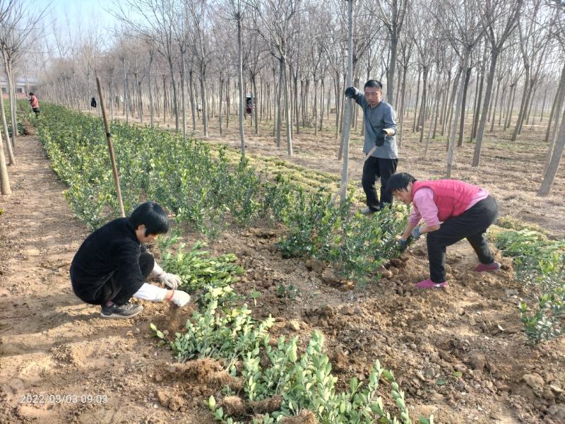 大叶黄杨(绿化苗木黄杨苗，冬青树苗小乔木)