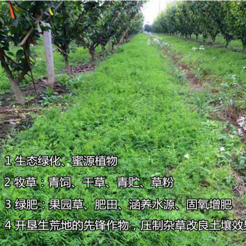 光叶紫花苕种子天然绿肥毛苕子野豌豆抑制杂草土壤增肥草籽
