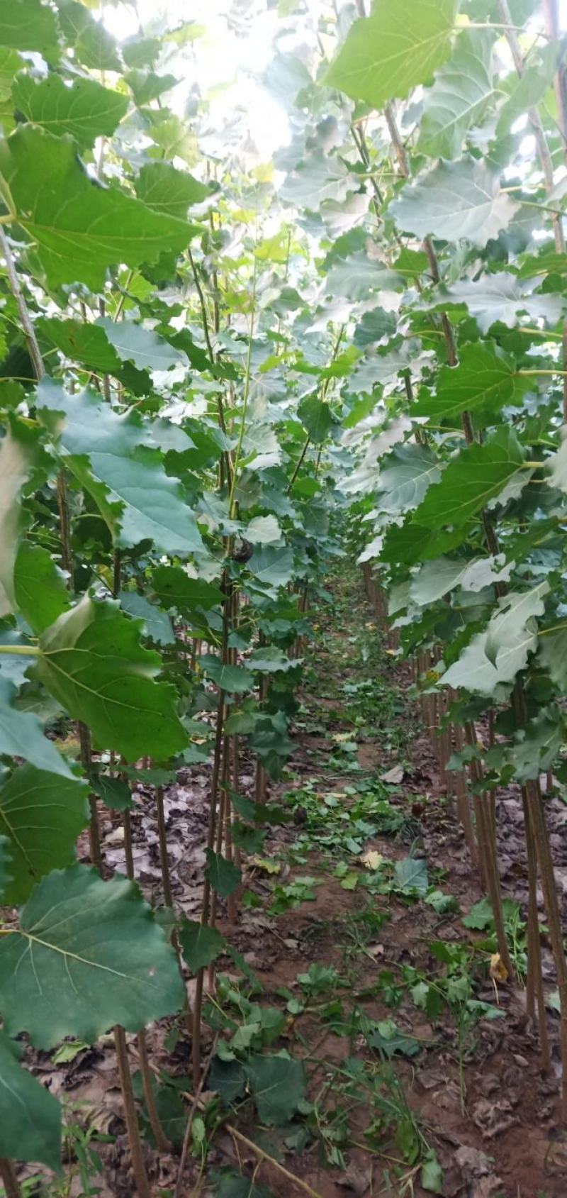无病虫害成活率高远途耐运输欢迎新老朋友实地看货