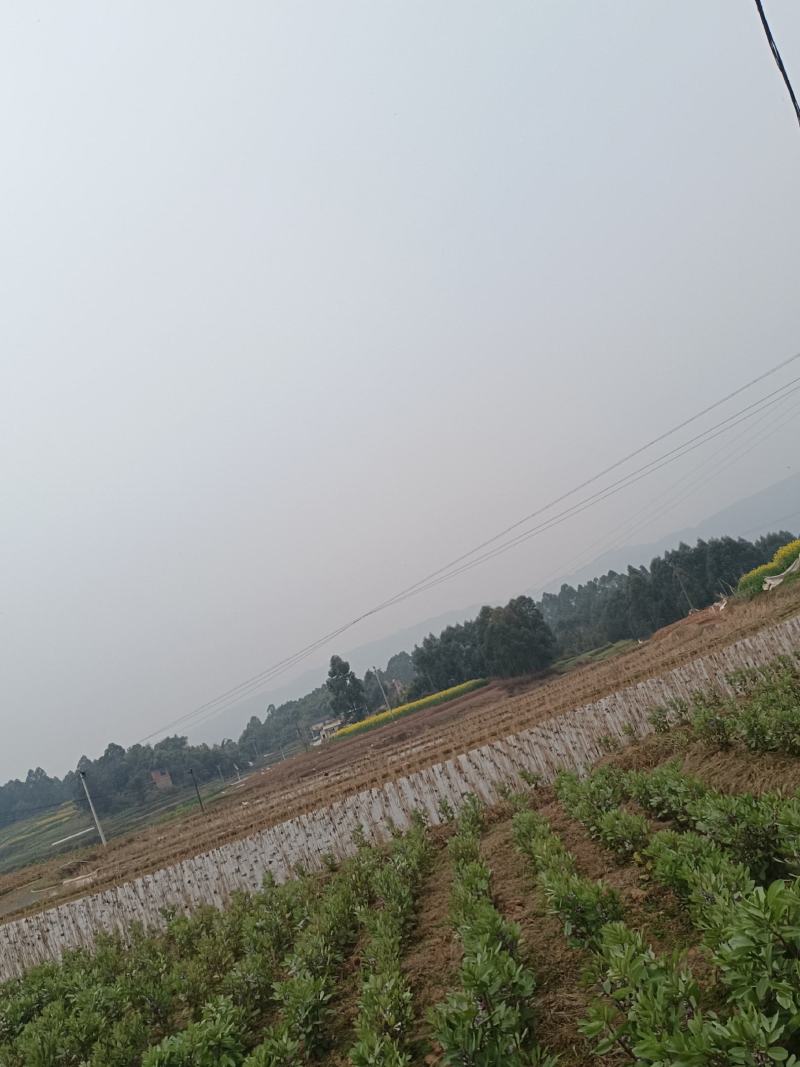 土地流转