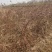 蔷薇基地批发攀援植物蔷薇花，野蔷薇爬墙梅