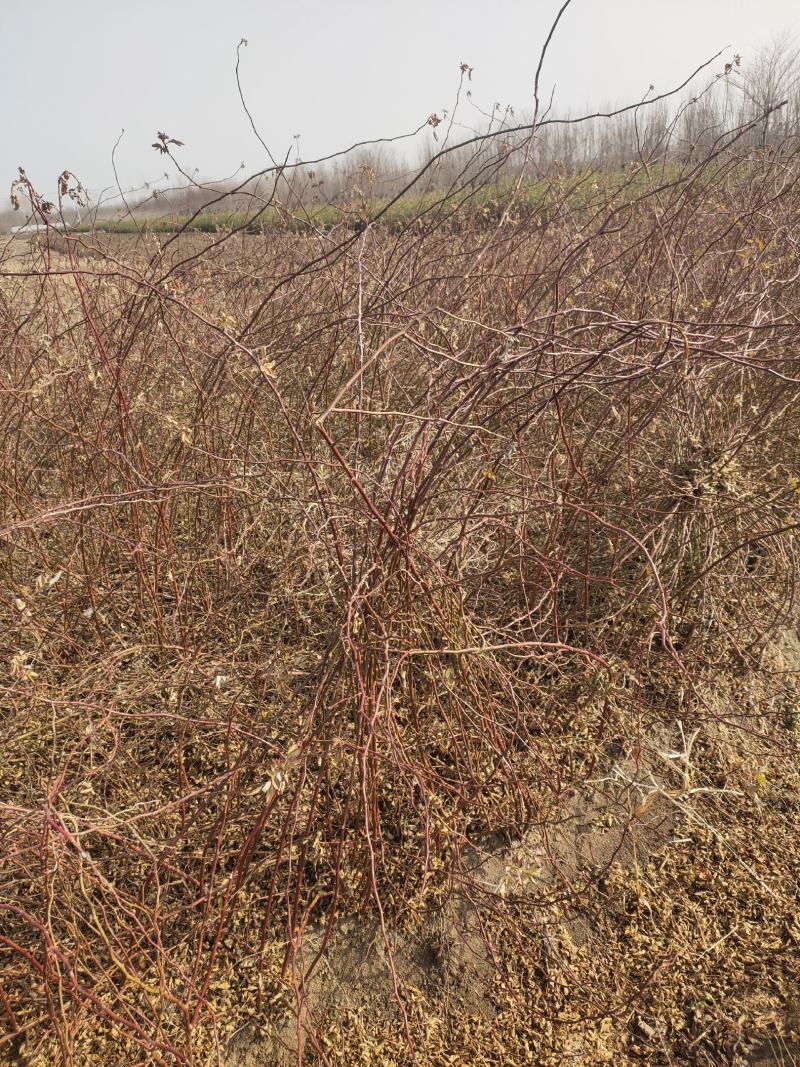 蔷薇基地批发攀援植物蔷薇花，野蔷薇爬墙梅