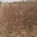 蔷薇基地批发攀援植物蔷薇花，野蔷薇爬墙梅