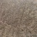 蔷薇基地批发攀援植物蔷薇花，野蔷薇爬墙梅