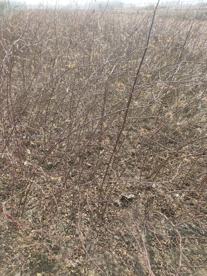 蔷薇基地批发攀援植物蔷薇花，野蔷薇爬墙梅