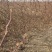 蔷薇基地批发攀援植物蔷薇花，野蔷薇爬墙梅