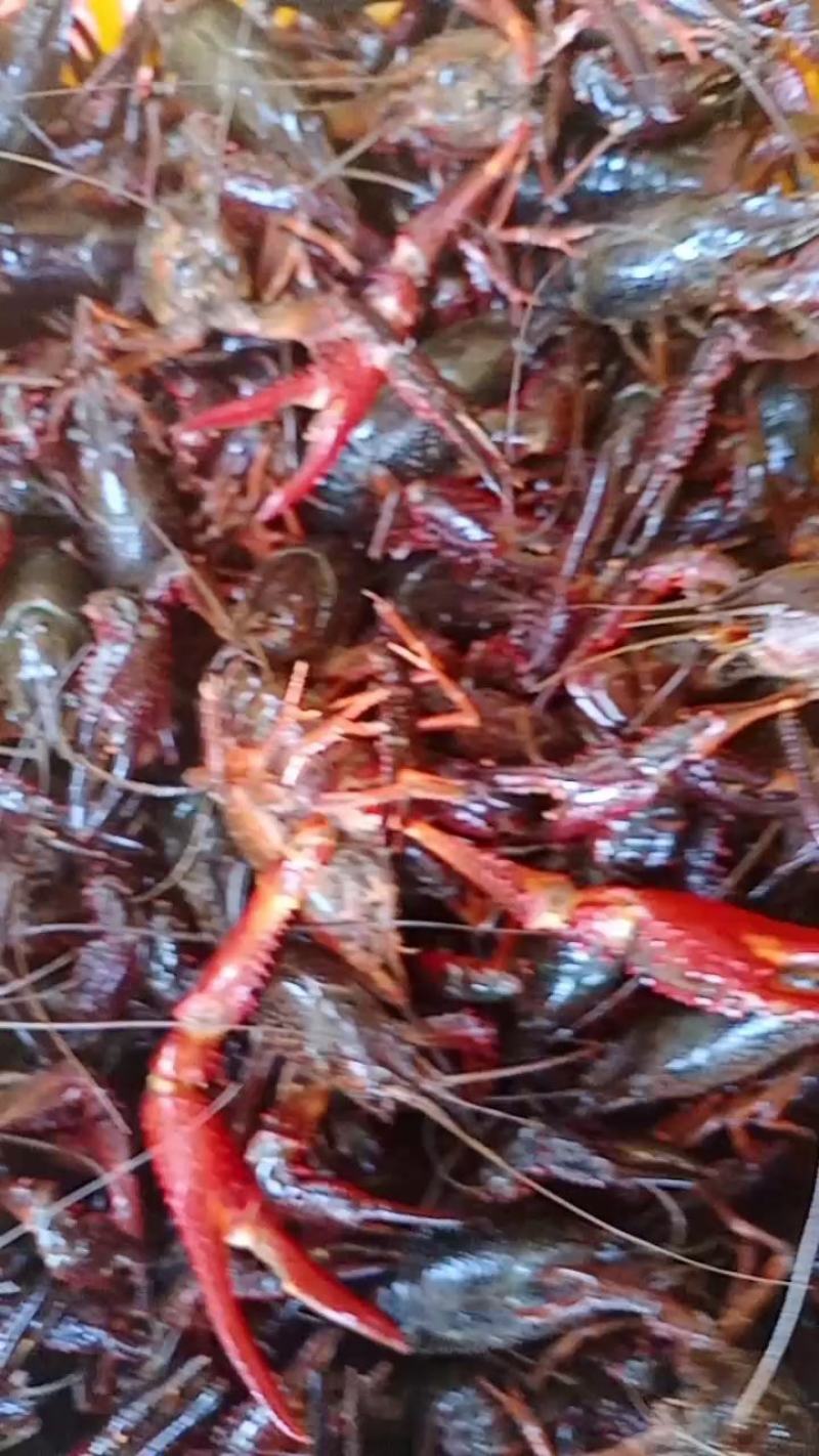 湖北洪湖小龙虾肉质饱满物美价优品质保障产地直销