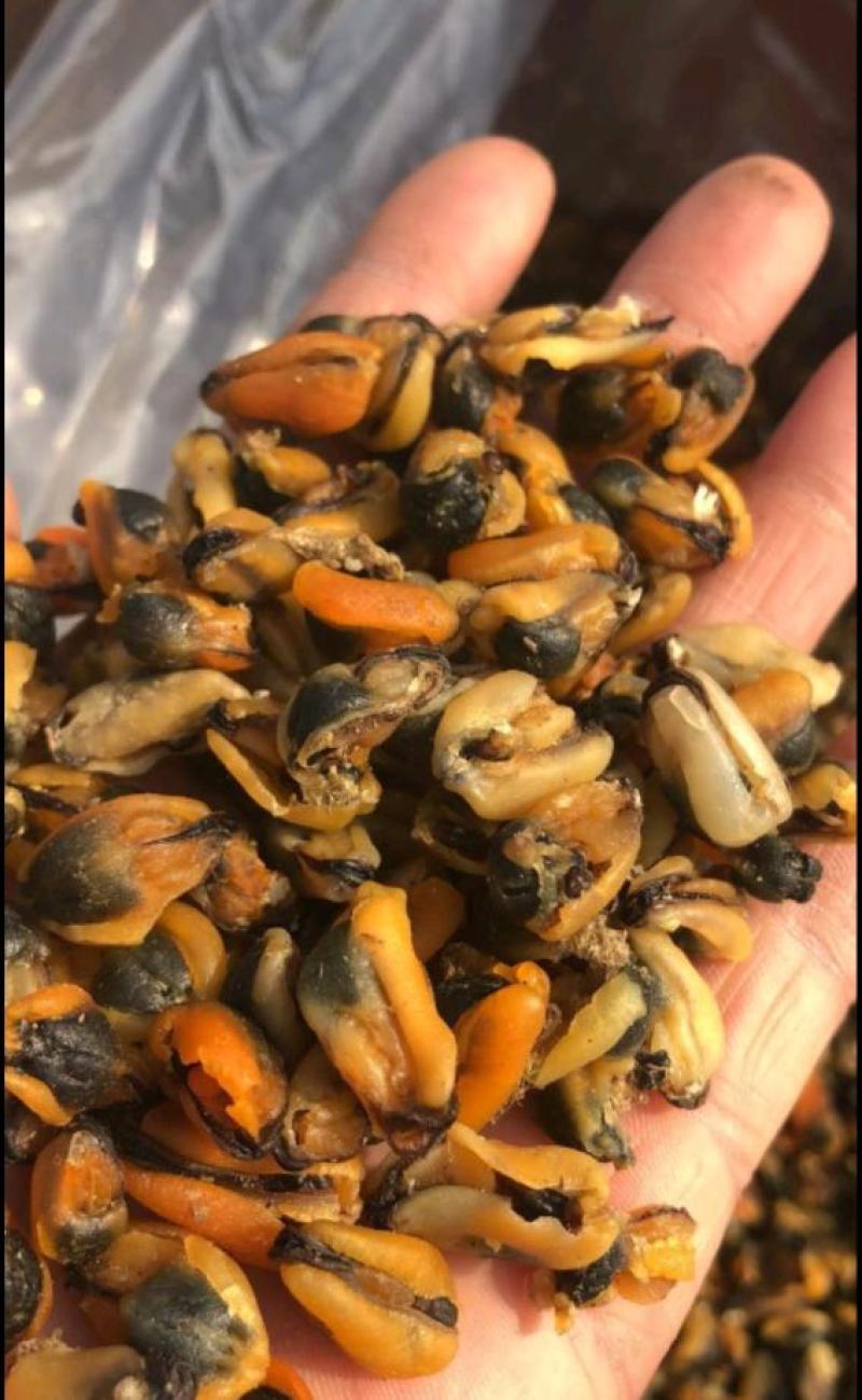 海虹干海虹淡菜干一手货源，大量批发各种规格可咨询