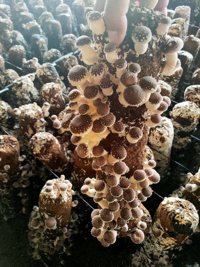 香菇菌棒菌种制作销售技术支持