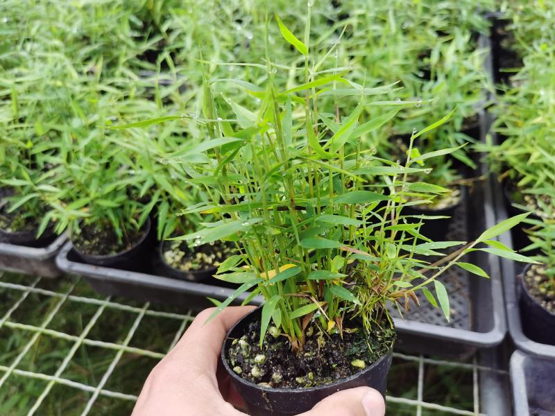 姬翠竹批发漂亮姬翠竹大量批发竹子盆栽品种多多
