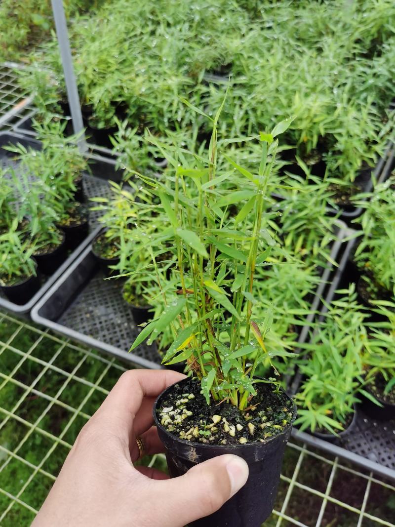 姬翠竹批发漂亮姬翠竹大量批发竹子盆栽品种多多