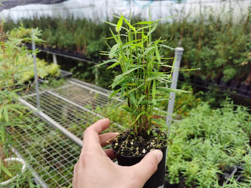 姬翠竹批发漂亮姬翠竹大量批发竹子盆栽品种多多