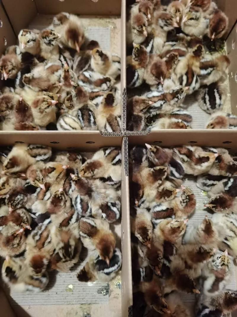 黑瑶鸡苗，重庆黑瑶鸡苗，四川黑瑶鸡苗，元江黑瑶鸡苗
