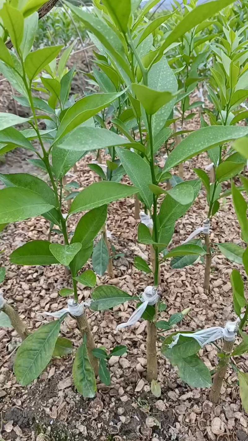 柠檬头陈皮柑(茶枝柑四会柑五月苗，地径0.7起高12起
