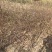 蔷薇基地批发攀援植物蔷薇花，野蔷薇爬墙梅