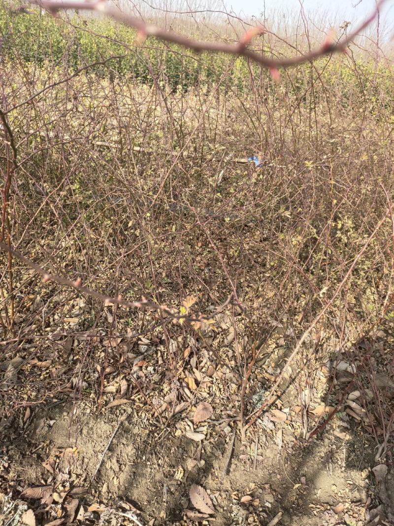 蔷薇基地批发攀援植物蔷薇花，野蔷薇爬墙梅