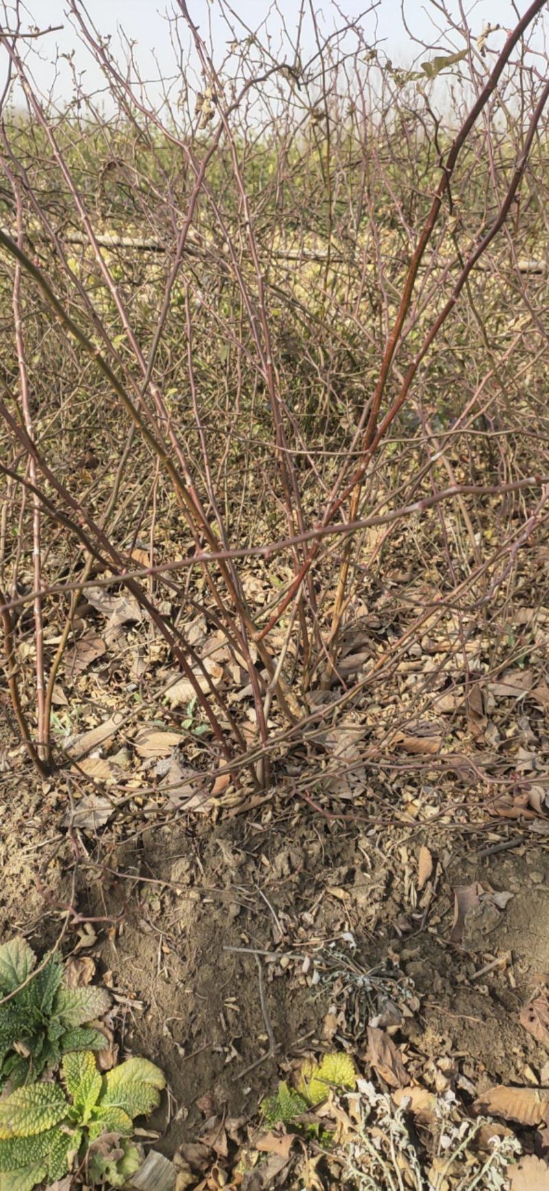 蔷薇基地批发攀援植物蔷薇花，野蔷薇爬墙梅