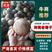 越南热带椰皇孕妇果老椰原装热带椰子椰盅酒店炖品店甜品店