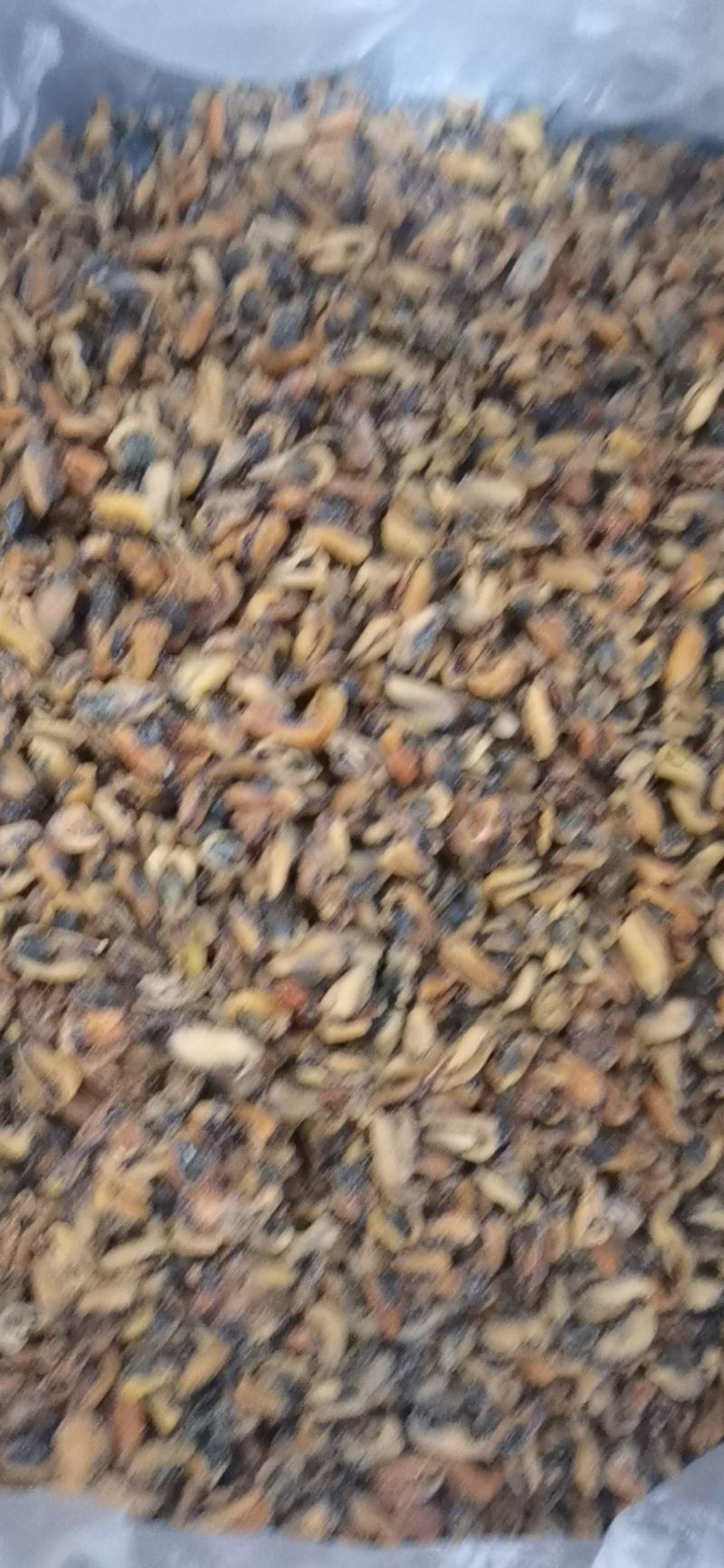 自晒海虹干，淡菜干海参食，原干货量大优惠