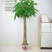 发财树盆栽开业乔迁大客厅办公室观叶绿植净化空气吸甲醛四季