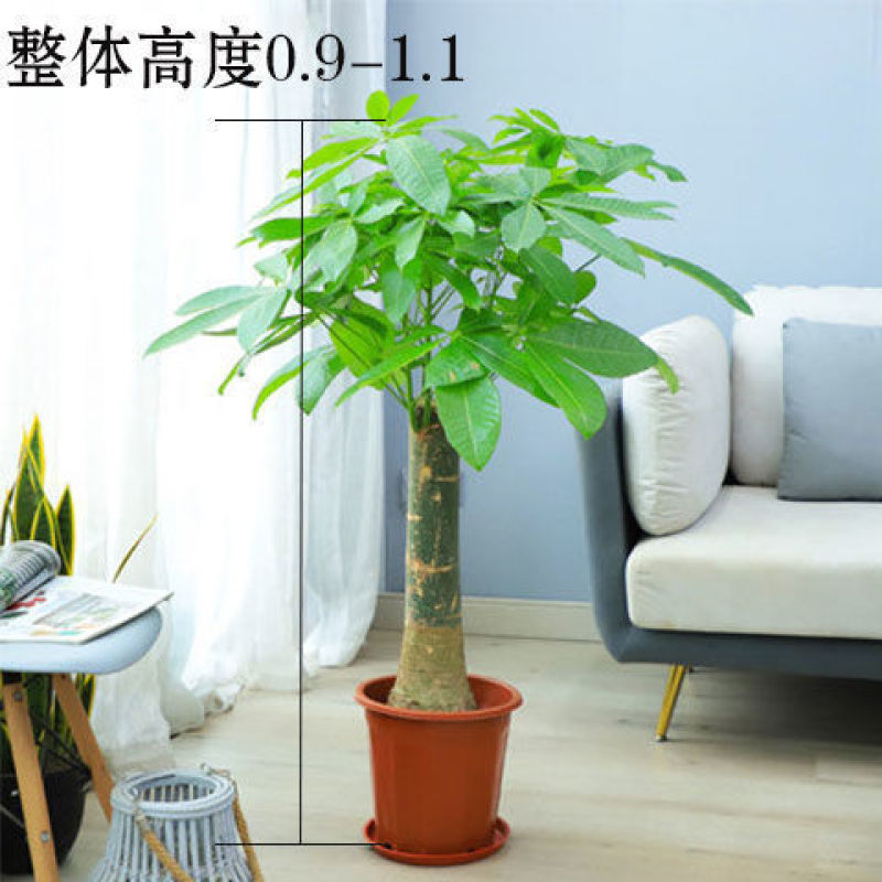 发财树盆栽开业乔迁大客厅办公室观叶绿植净化空气吸甲醛四季