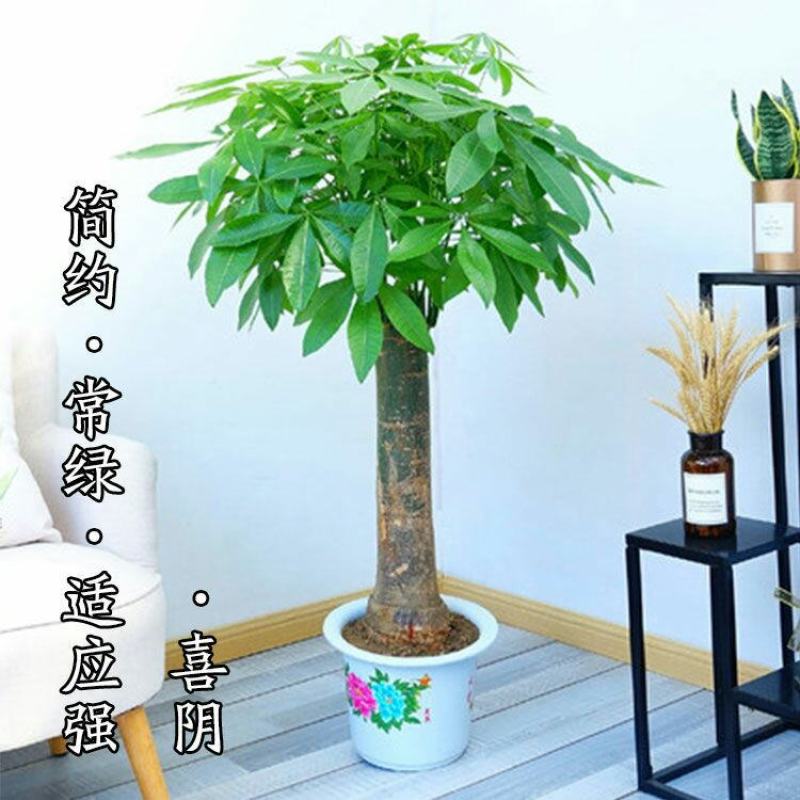 发财树盆栽开业乔迁大客厅办公室观叶绿植净化空气吸甲醛四季
