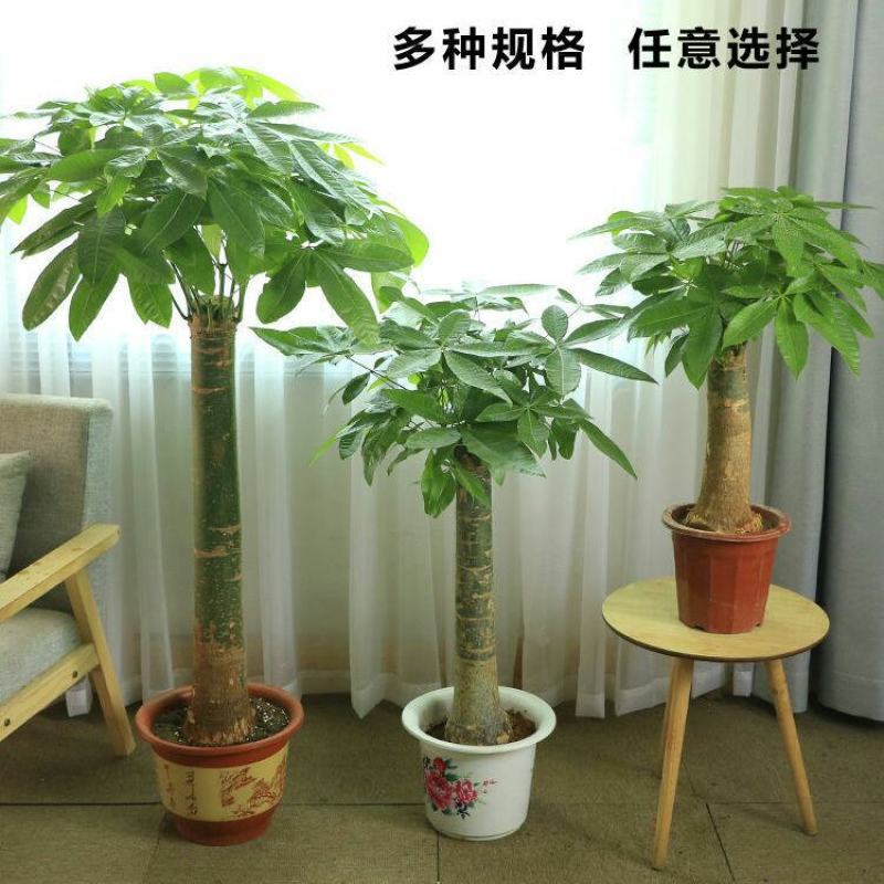 发财树盆栽开业乔迁大客厅办公室观叶绿植净化空气吸甲醛四季