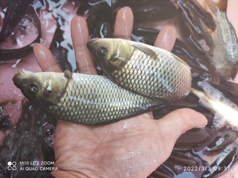 鲤鱼苗，大规格的品质保障可大量出货欢迎全国客户订购