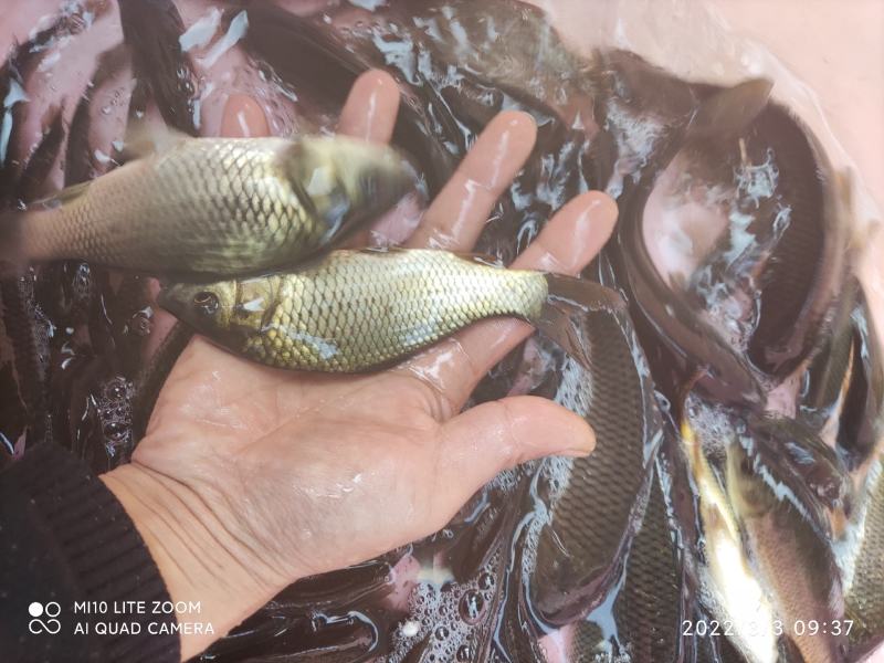 鲤鱼苗，大规格的品质保障可大量出货欢迎全国客户订购