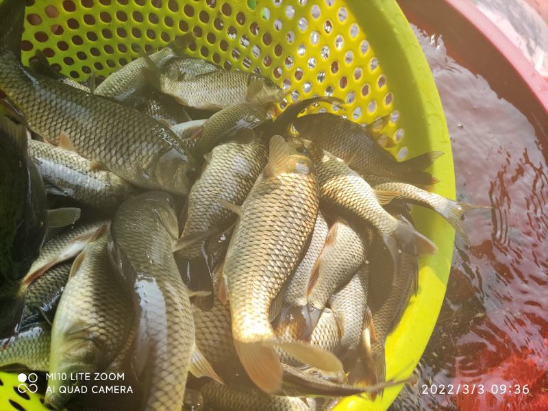 鲤鱼苗，大规格的品质保障可大量出货欢迎全国客户订购