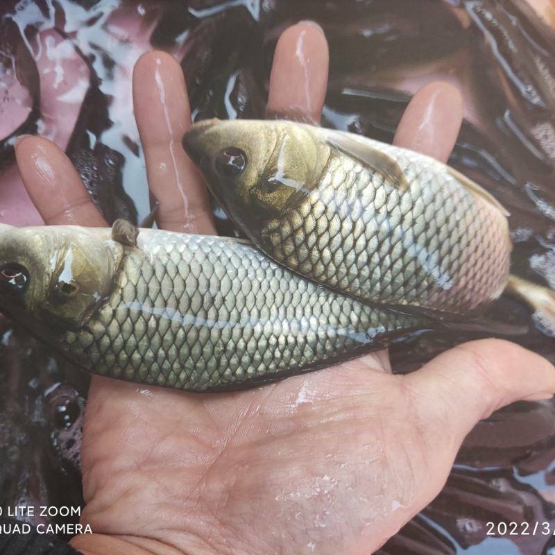 鲤鱼苗，大规格的品质保障可大量出货欢迎全国客户订购