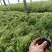 河道绿化植物，芦苇营养钵苗，坤盛水生植物基地大量现货