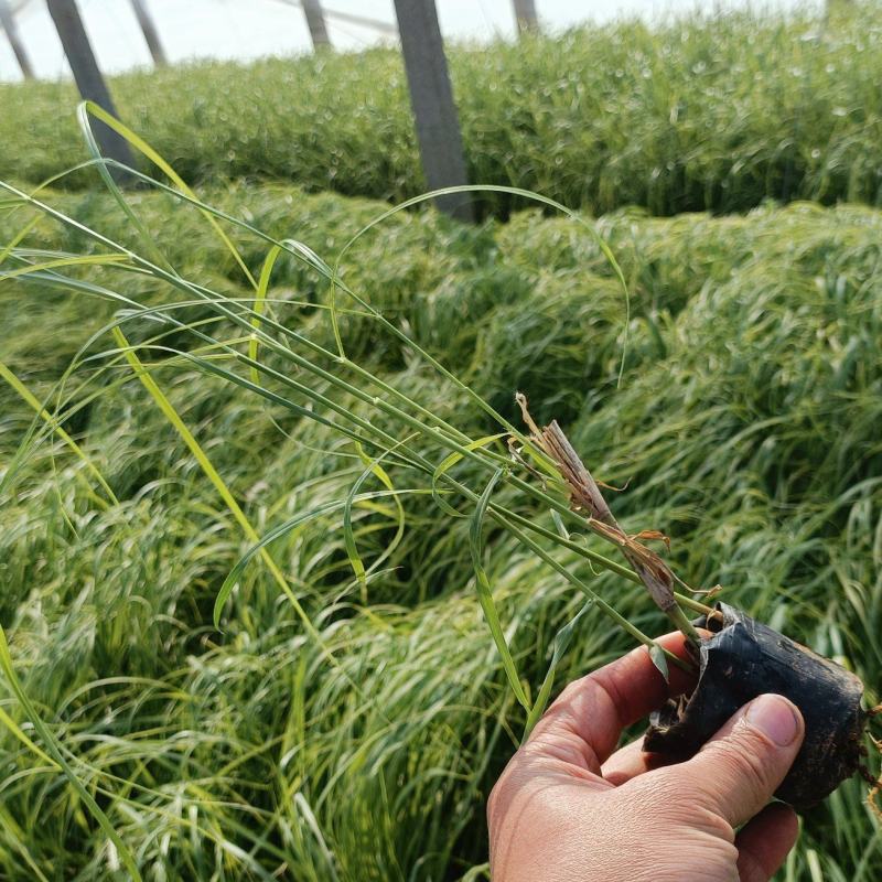 河道绿化植物，芦苇营养钵苗，坤盛水生植物基地大量现货