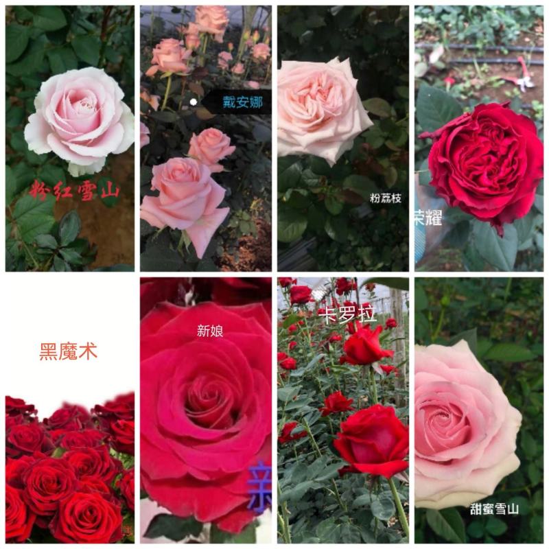 云南特色四季玫瑰苗大花小苗多品种基地直发