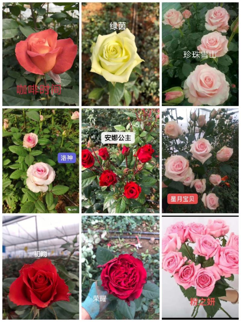 云南特色四季玫瑰苗大花小苗多品种基地直发