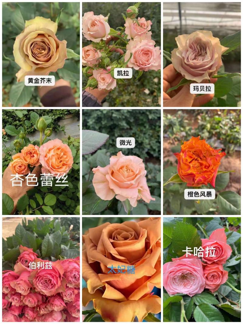 云南特色四季玫瑰苗大花小苗多品种基地直发
