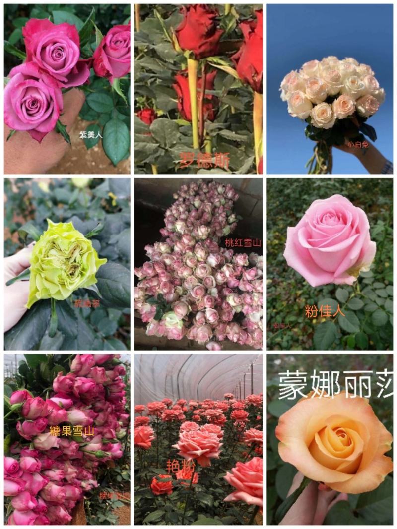 云南特色四季玫瑰苗大花小苗多品种基地直发