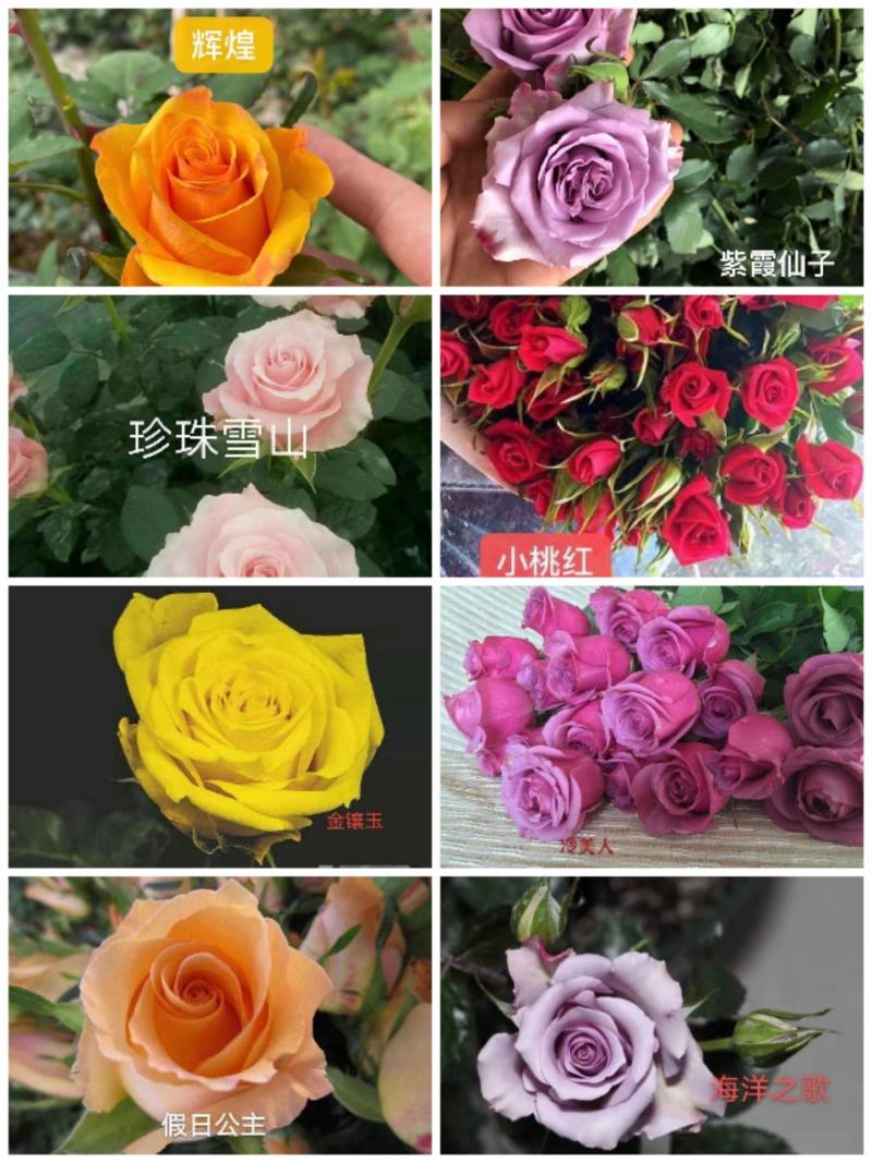 云南特色四季玫瑰苗大花小苗多品种基地直发