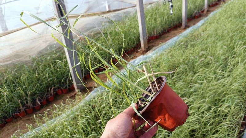 河道绿化植物，芦苇营养钵苗，坤盛水生植物基地大量现货