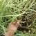 河道绿化植物，芦苇营养钵苗，坤盛水生植物基地大量现货