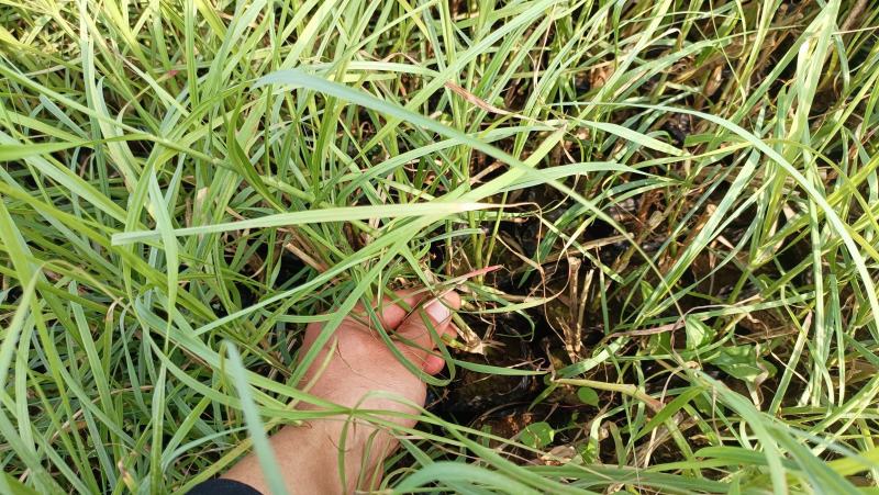 河道绿化植物，芦苇营养钵苗，坤盛水生植物基地大量现货