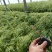 河道绿化植物，芦苇营养钵苗，坤盛水生植物基地大量现货