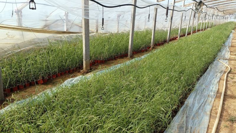 河道绿化植物，芦苇营养钵苗，坤盛水生植物基地大量现货