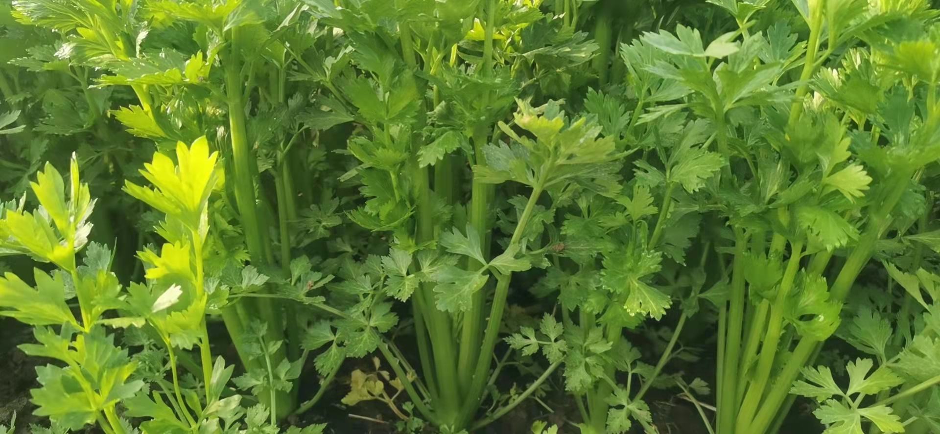香芹与西芹典型植株对比特写